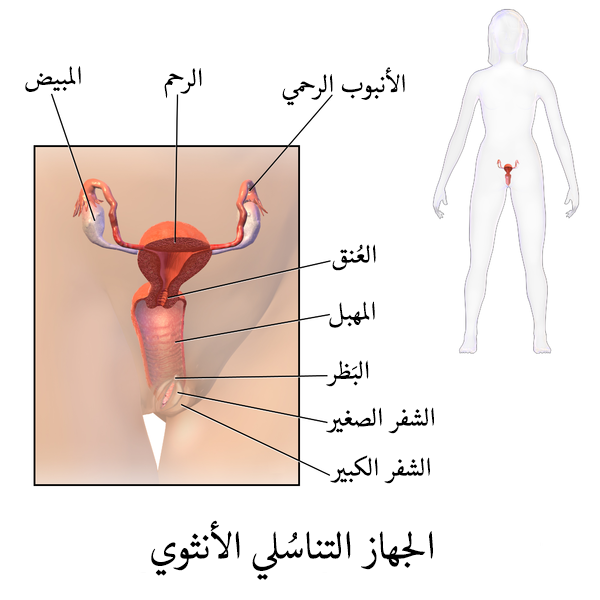 شرح الجهاز التناسلي الانثوي - معلومات مهمه عن اعضاء الانثي 1960