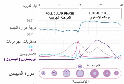 مراحل الدورة الشهرية بالايام - من اول لاخر يوم في الدورة 2652 1