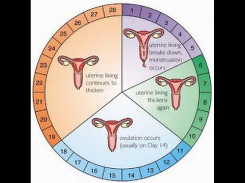 كيف اعرف ايام الاباضة - افضل ايام لتتم عملية الحمل 3279 1