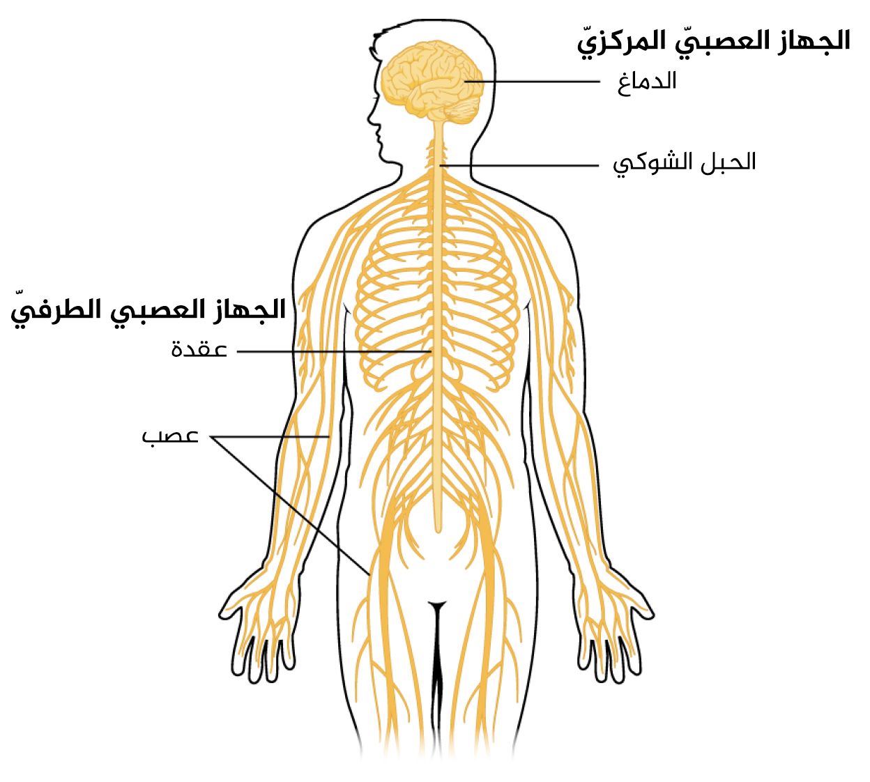 مكونات الجهاز العصبي - تعرف على رئيس ادارة جسمك 1265 1