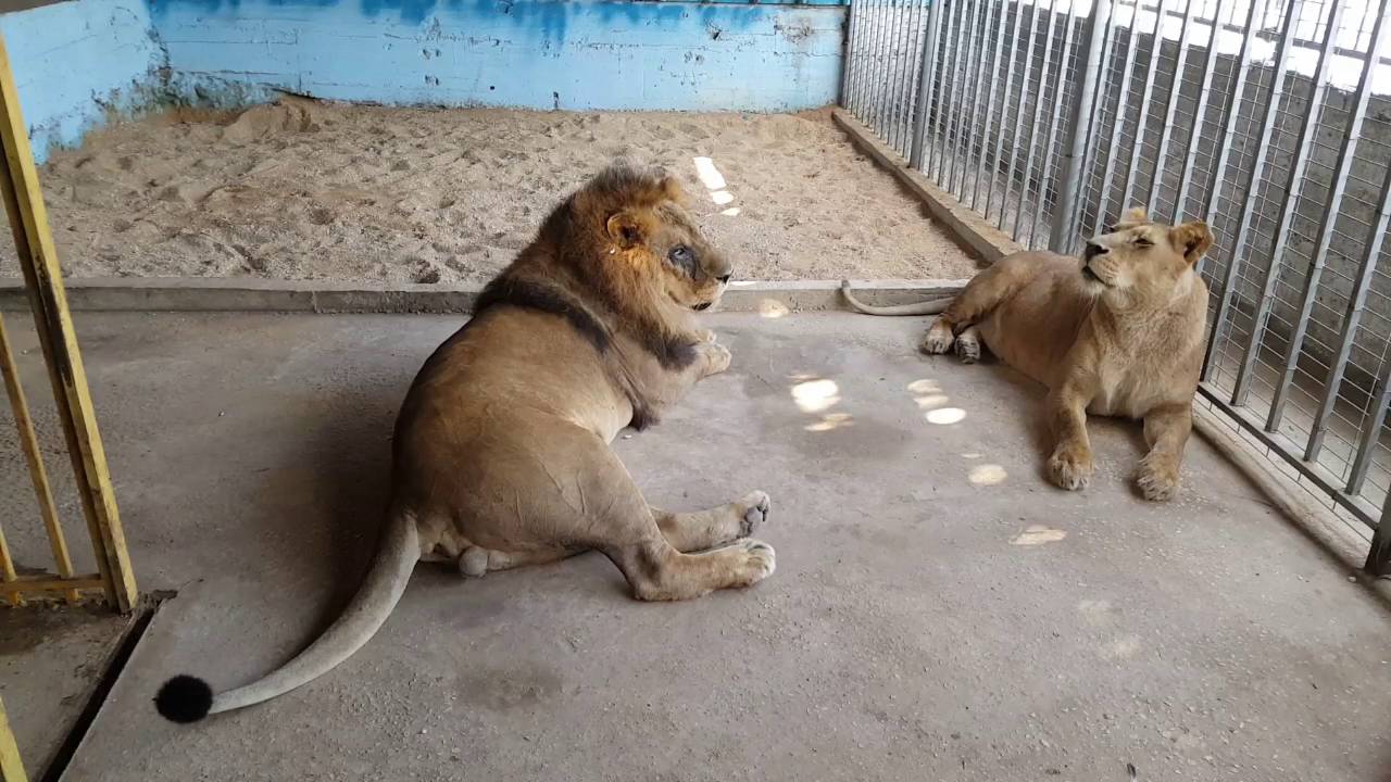 صور حديقة الحيوان - اجمل صور الحيوانات 1523 3