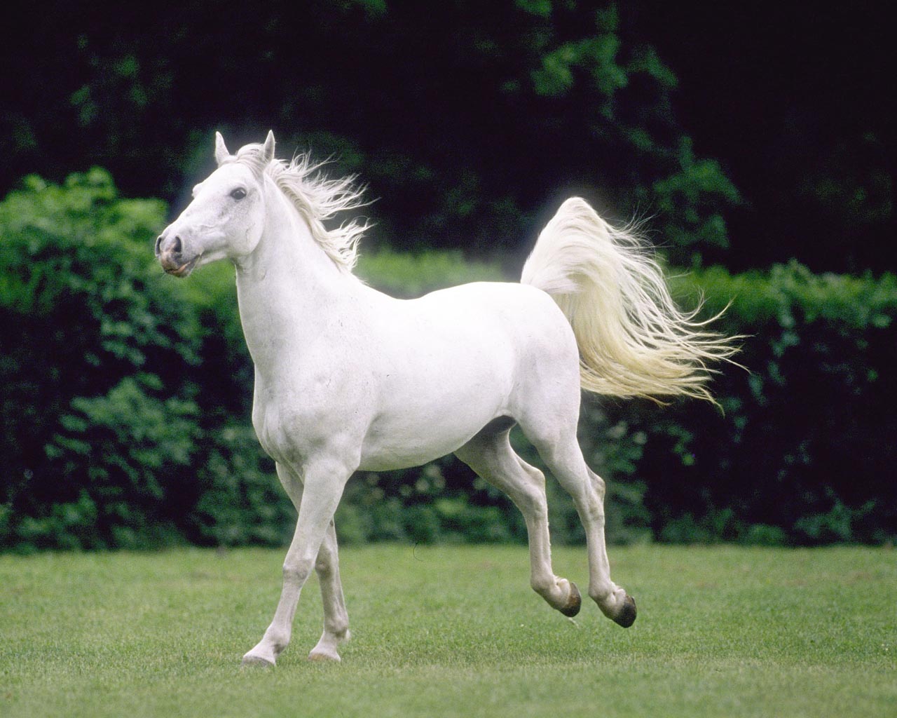 اجمل الصور للخيول العربية الاصيلة - الكبرياء يعني الخيل العربي الاصيل 142 7