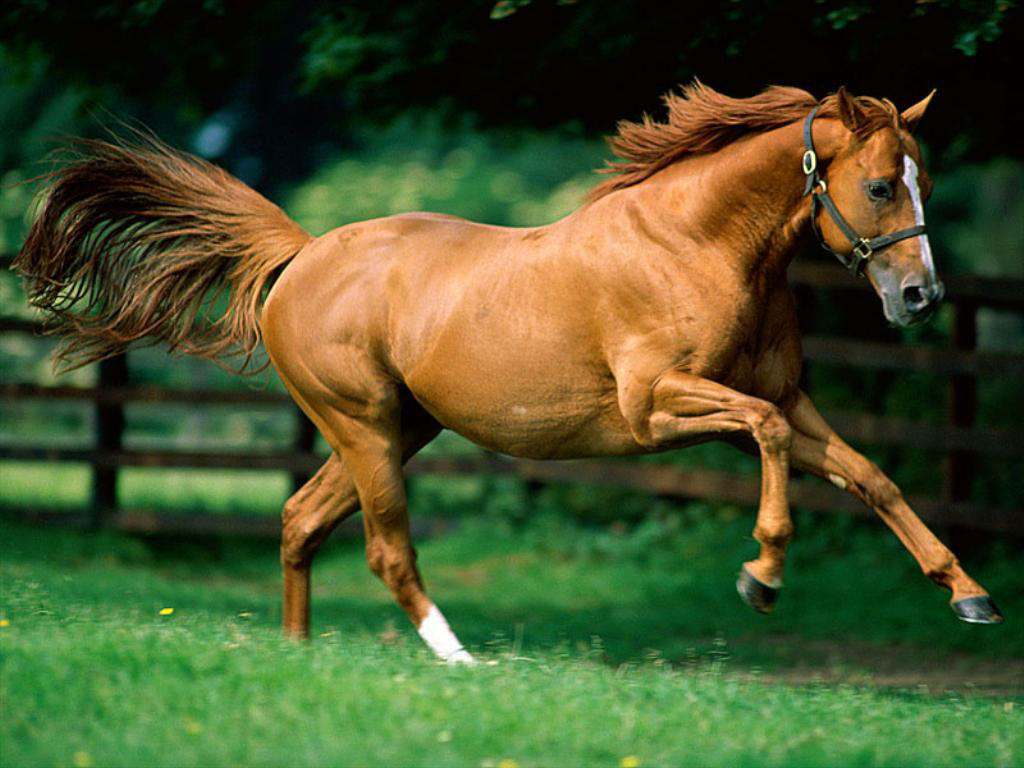 اجمل الصور للخيول العربية الاصيلة - الكبرياء يعني الخيل العربي الاصيل 142 6