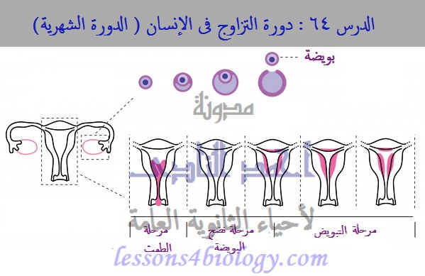 مراحل الدورة الشهرية بالايام - من اول لاخر يوم في الدورة 2652