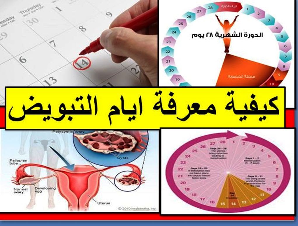 كيف اعرف ايام الاباضة - افضل ايام لتتم عملية الحمل 3279 2