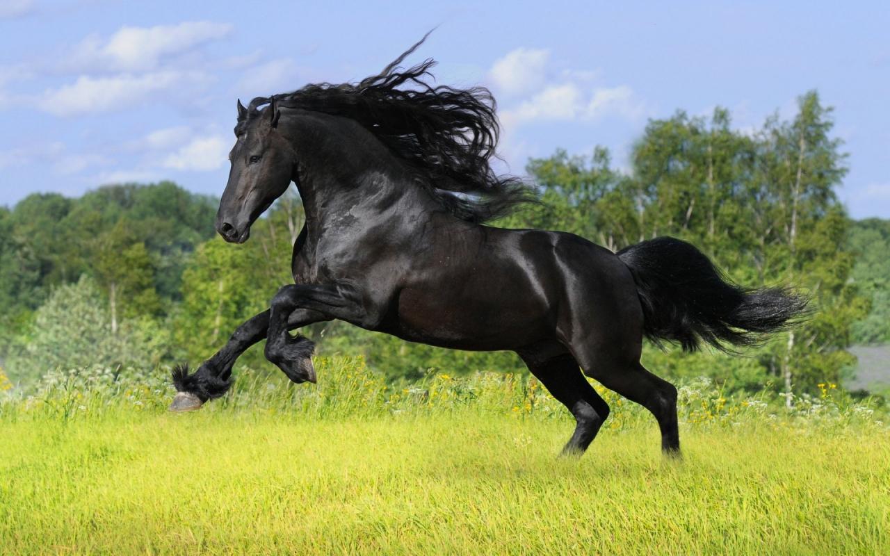 اجمل الصور للخيول العربية الاصيلة - الكبرياء يعني الخيل العربي الاصيل 142 9