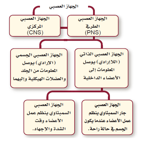 تركيب الجهاز العصبي - تعرف على ادق تفاصيل الجهاز العصبي 2361 3