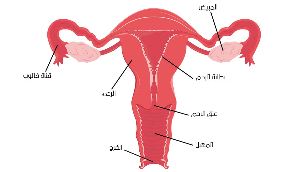 شرح الجهاز التناسلي الانثوي - معلومات مهمه عن اعضاء الانثي 1960 1