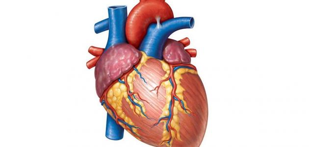 معلومات عن الشريان التاجي - تعالوا نتعرف علي المرض الي ممكن يقتل عضل القلب 11307 1