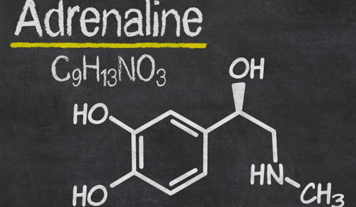 ما هو الادرينالين - هرمون مسؤل عن الخوف والقلق في الجسم 3284