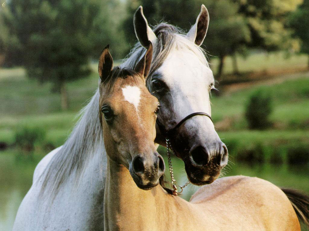 اجمل الصور للخيول العربية الاصيلة - الكبرياء يعني الخيل العربي الاصيل 142