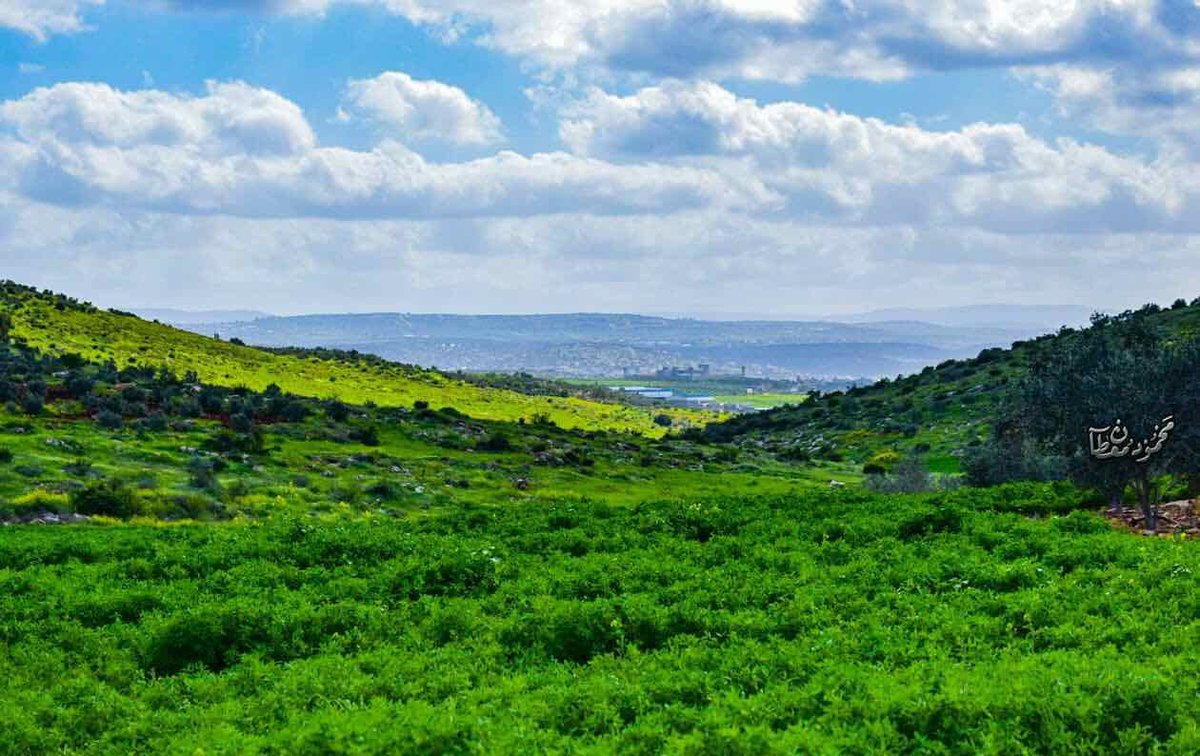 جولة من داخل فلسطين الحبيبة - الطبيعة في فلسطين 5147 9