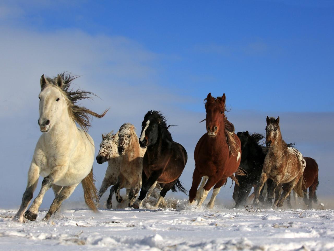 اجمل الصور للخيول العربية الاصيلة - الكبرياء يعني الخيل العربي الاصيل 142 5