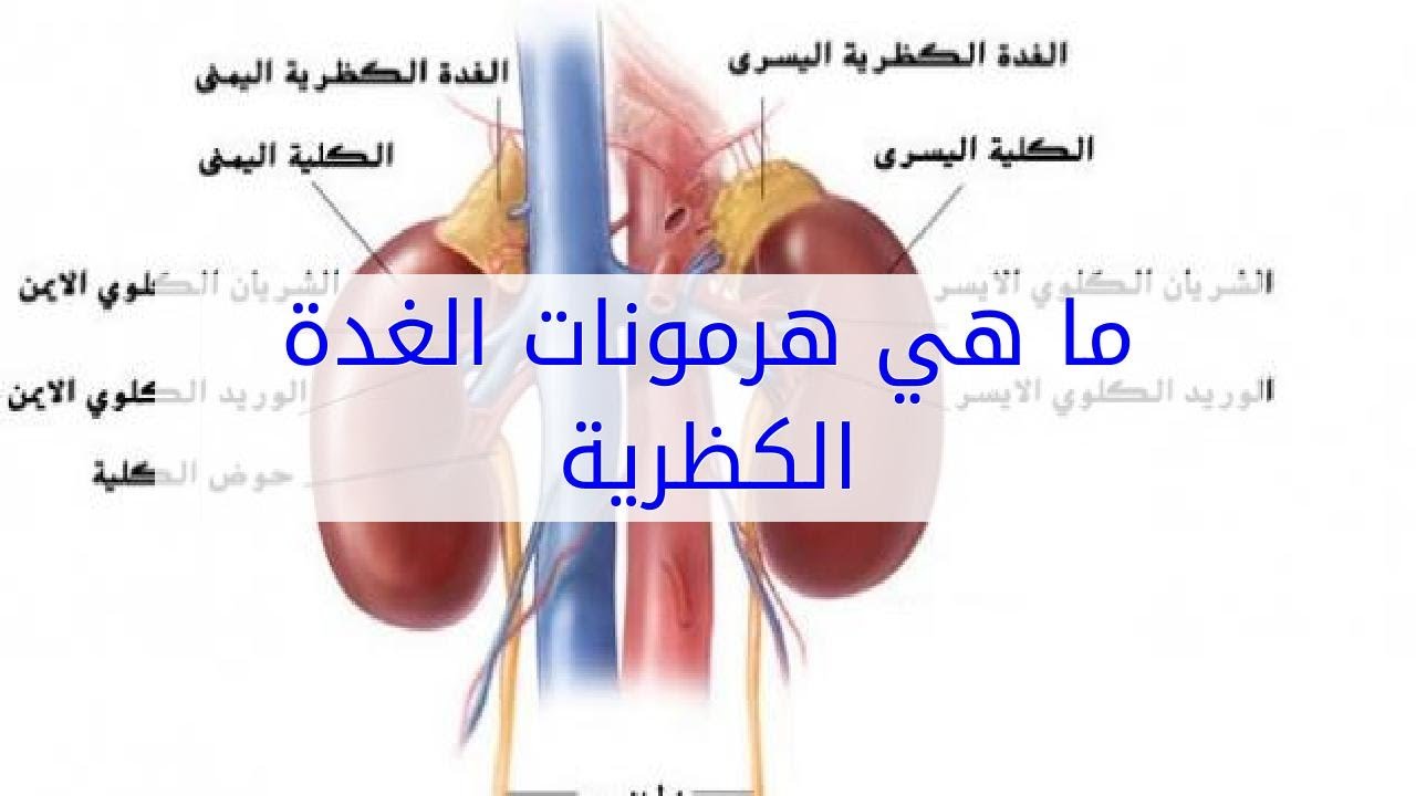 هرمونات الغدة النخامية - اهم هرمونات الغدد النخامية 104 1