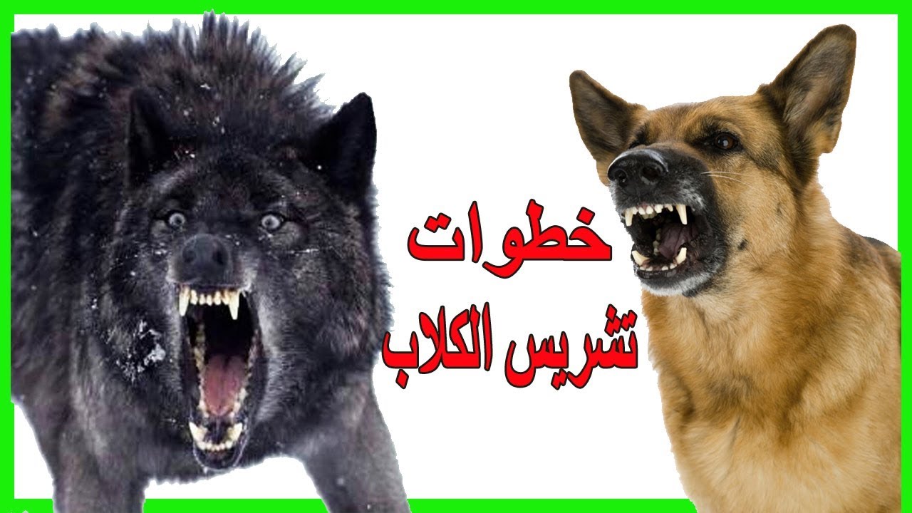 كيفية تربية الكلاب - اسهل طريقة لتربية الكلاب 238 3