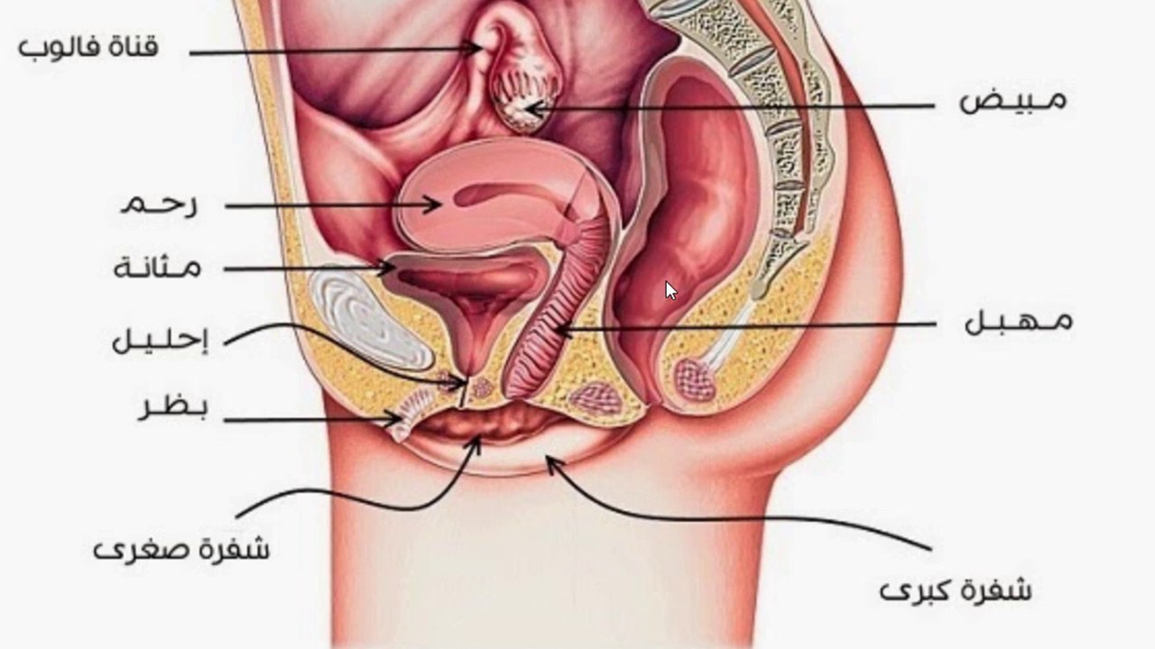 شرح الجهاز التناسلي الانثوي - معلومات مهمه عن اعضاء الانثي 1960