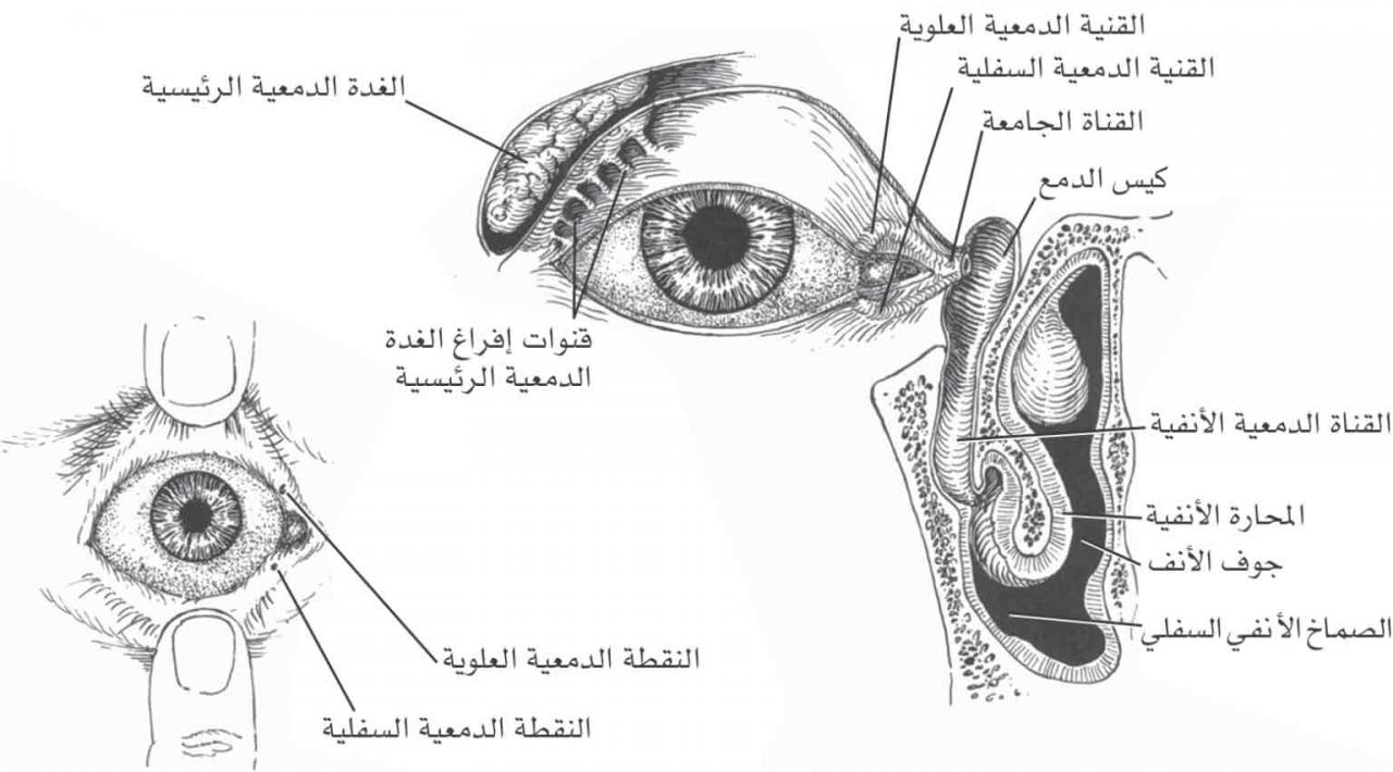 لماذا دموع العين مالحة - سر ملوحة دموع العين 2100