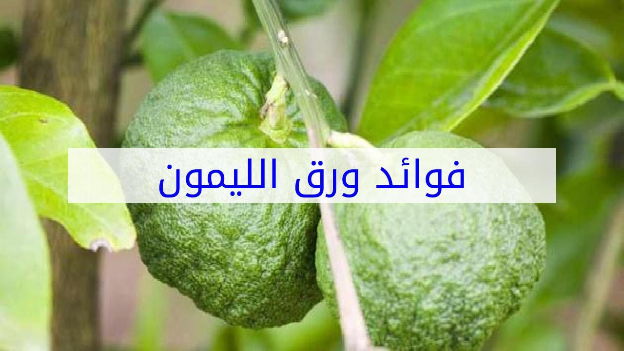 فوائد ورق الليمون - الفوائد الطبية لورق الليمون 1589