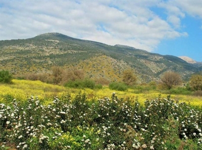 جولة من داخل فلسطين الحبيبة - الطبيعة في فلسطين 5147 5