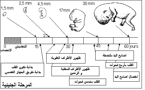 التحليل الرقمي للحمل متى يبان - متي يظهر الحمل في التحليل 2237