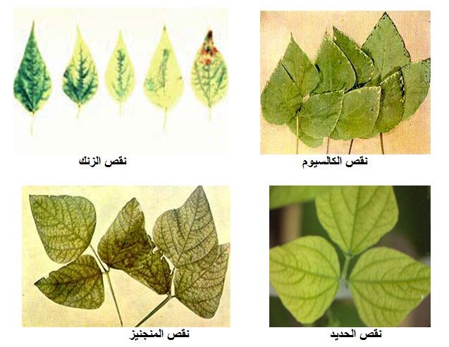 اعراض نقص البوتاسيوم في النبات - عنصر مهم لكل نبات حتى يستطيع النمو 2317