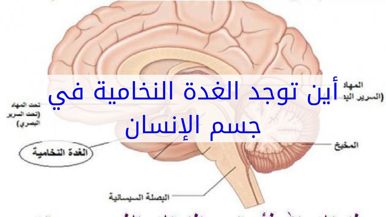 هرمونات الغدة النخامية - اهم هرمونات الغدد النخامية 104