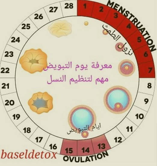 متى يحدث التبويض - عايزة اعرف ايام التبويض اعرف ازاي 625