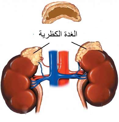 ما هو الادرينالين - هرمون مسؤل عن الخوف والقلق في الجسم 3284 2