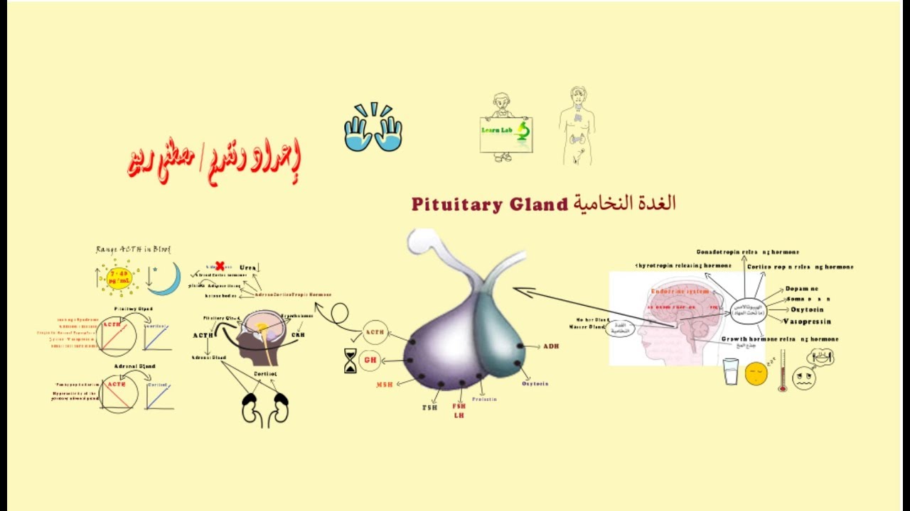 هرمونات الغدة النخامية - اهم هرمونات الغدد النخامية 104 2