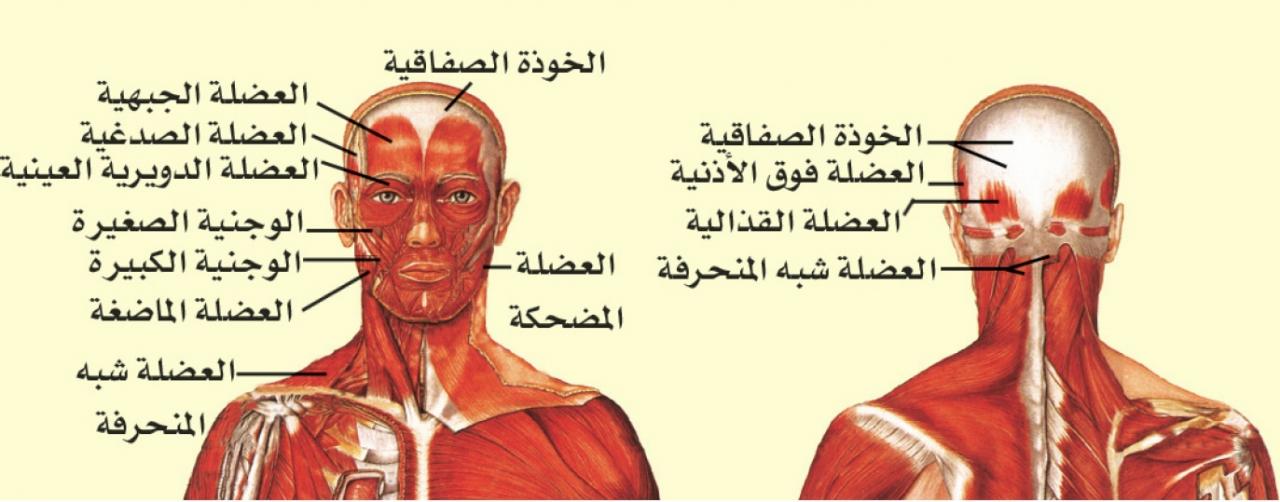 اعراض التوتر العصبي في الراس , الم مستمر او متقطع في الراس لكن فظيع قوي