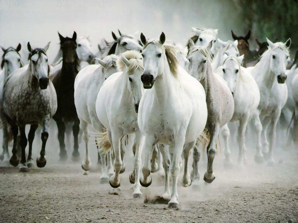 اجمل الصور للخيول العربية الاصيلة - الكبرياء يعني الخيل العربي الاصيل 142 2