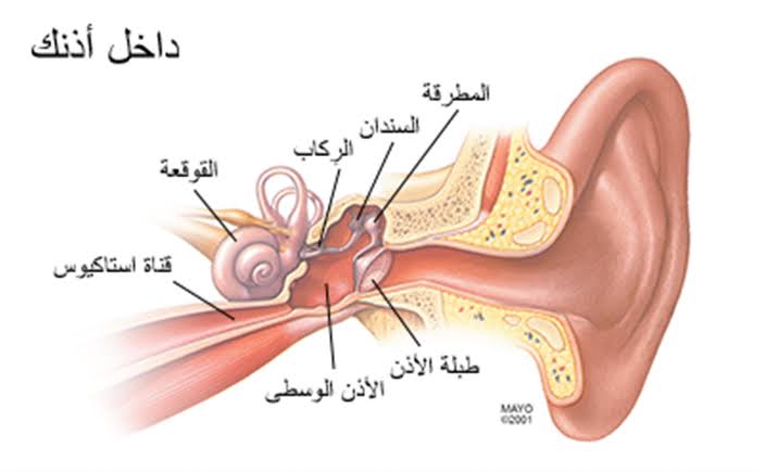 علاج التهاب الاذن - منطقه الاذن منطقه حساسه للغايه 1671 2