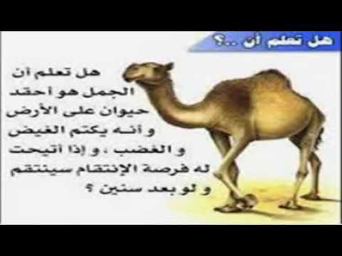 ما هو احقد الحيوانات - حيوان على قد تحمله الا انه عنيد ولابد ان ينتقم 920 2