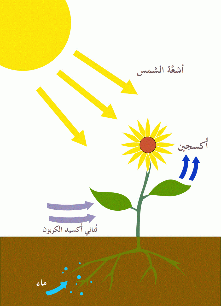 التركيب الضوئي عند النباتات اليخضورية , اهم العمليات لدي النباتات