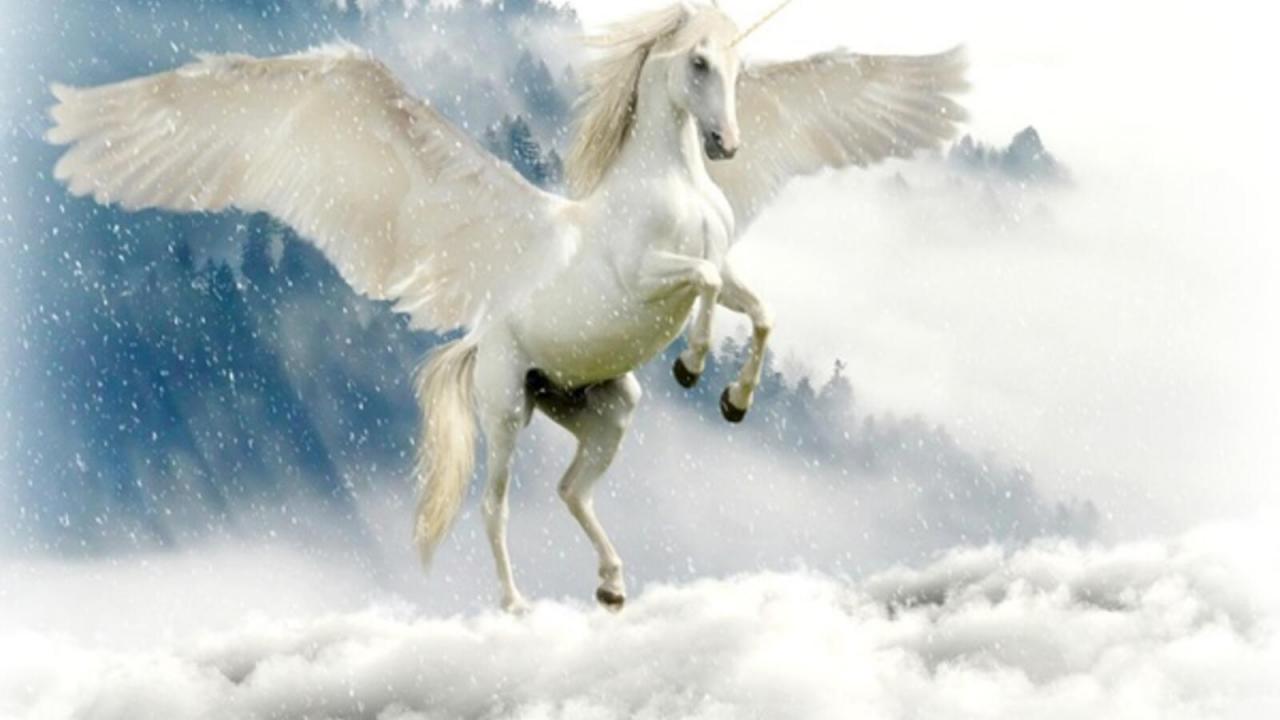 صورة حصان ابيض اجمل الاحصنة البيضاء حنان خجولة