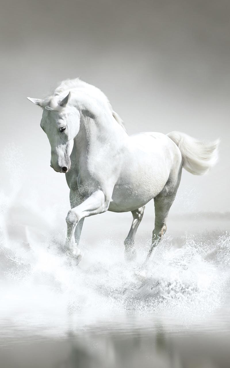 صورة حصان ابيض اجمل الاحصنة البيضاء حنان خجولة