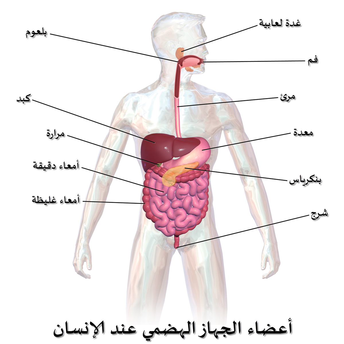 صور لجسم الانسان , اعرف تكوين الانسان