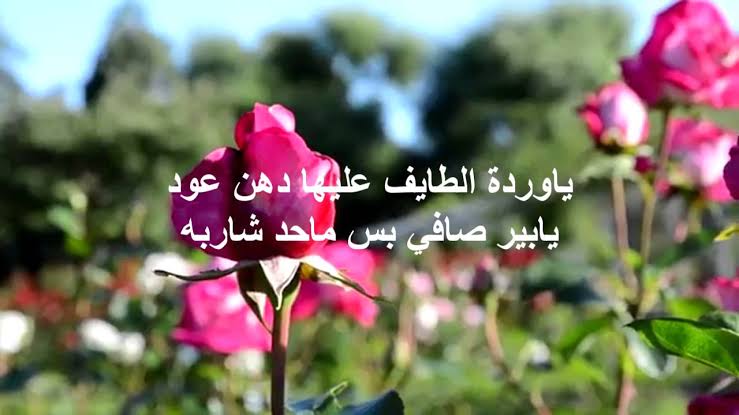 شعر في الورد , سحر الورد و جماله فى اجمل ابيات الشعر