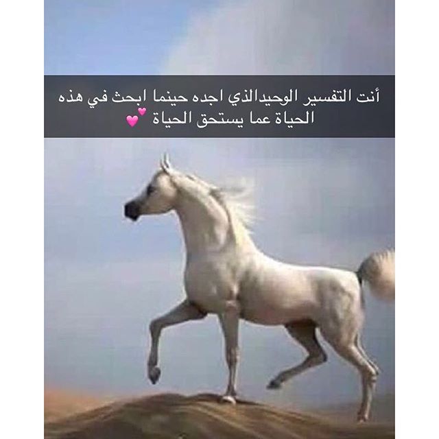 كلمات عن الخيل , اجمل ما سمعت عن الخيول