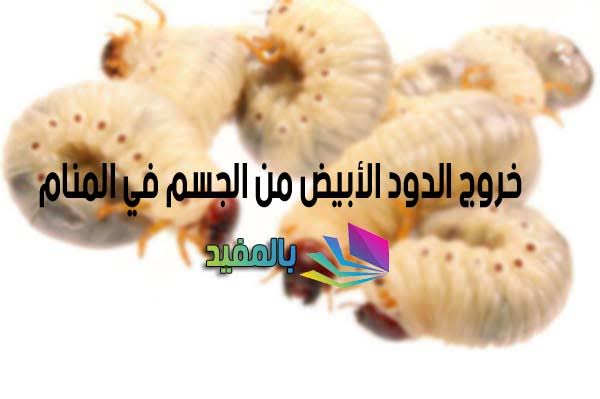 تفسير حلم دود يخرج من المهبل , دود من الفرج ماذا يعني افيدوني بالله عليكم