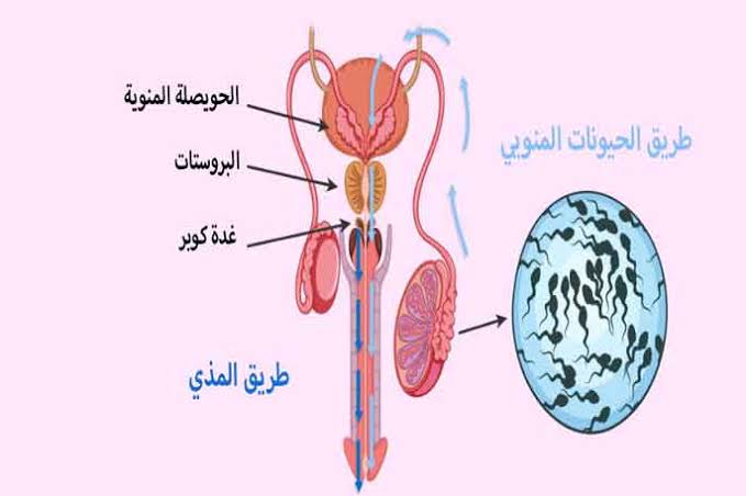 هل المذي يسبب الحمل , معلومات عن مذي الرجل لو سمحت