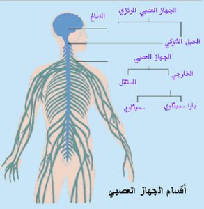 الجهاز العصبي الذاتي , تعرف على وظيفته في الجسم